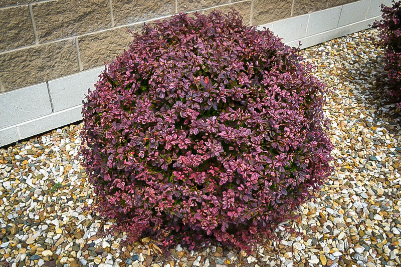 berberis-thunbergii-crimson-pygmy-japanese-barberry