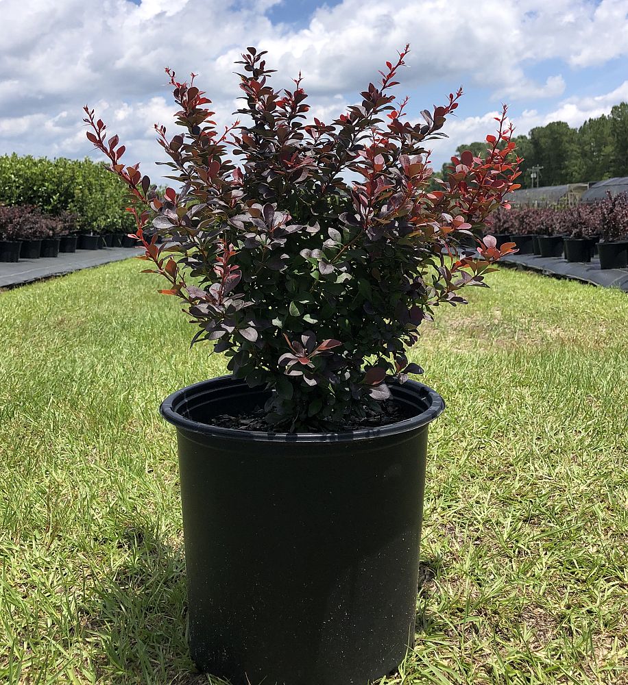 berberis-thunbergii-crimson-pygmy-japanese-barberry