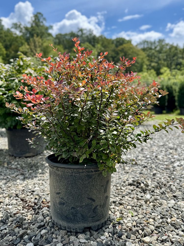 berberis-thunbergii-crimson-pygmy-japanese-barberry