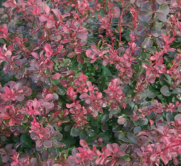 berberis-thunbergii-gentry-japanese-barberry