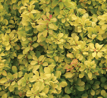 berberis-thunbergii-golden-nugget-japanese-barberry-berberis-thunbergii-monlers