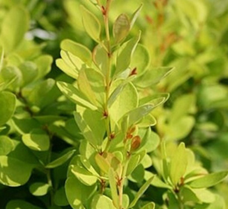 berberis-thunbergii-golden-rocket-japanese-barberry