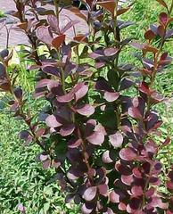 berberis-thunbergii-helmond-pillar-japanese-barberry