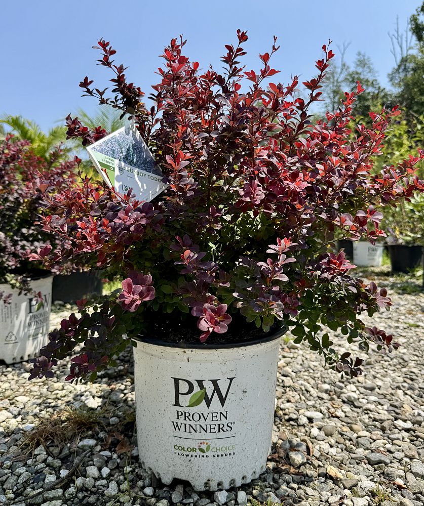 berberis-thunbergii-nc-bx1-sunjoy-todo-reg-barberry