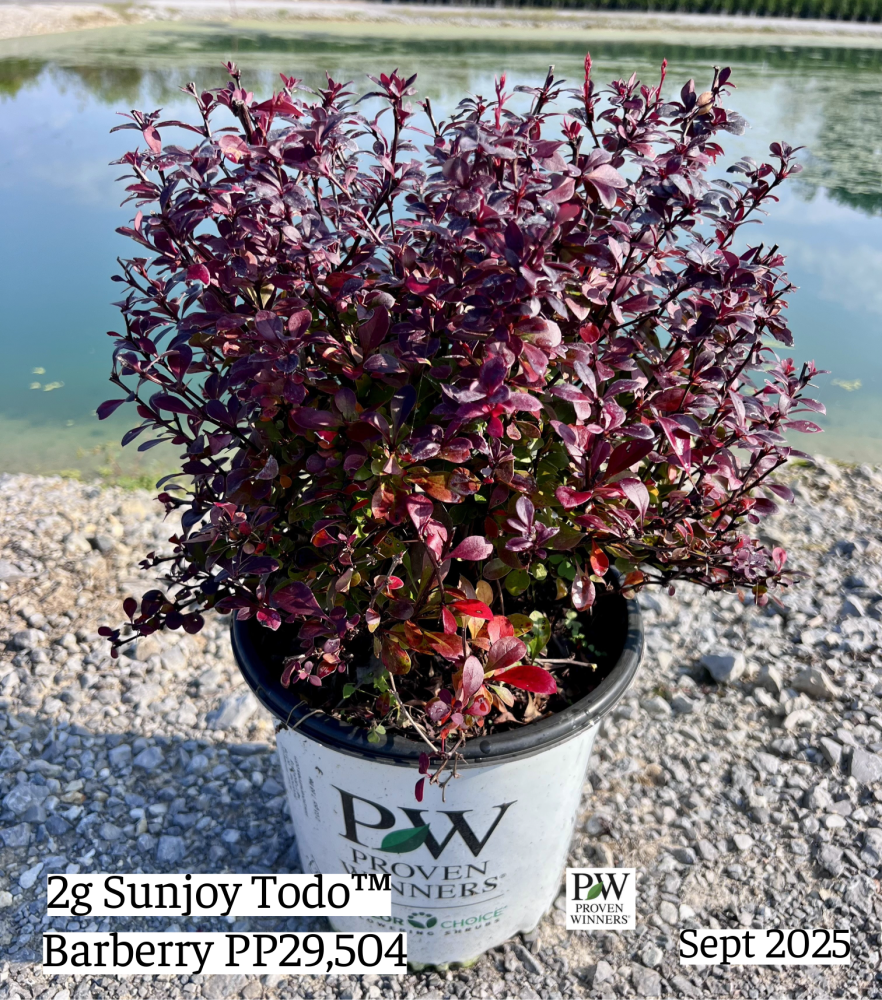 berberis-thunbergii-nc-bx1-sunjoy-todo-reg-barberry