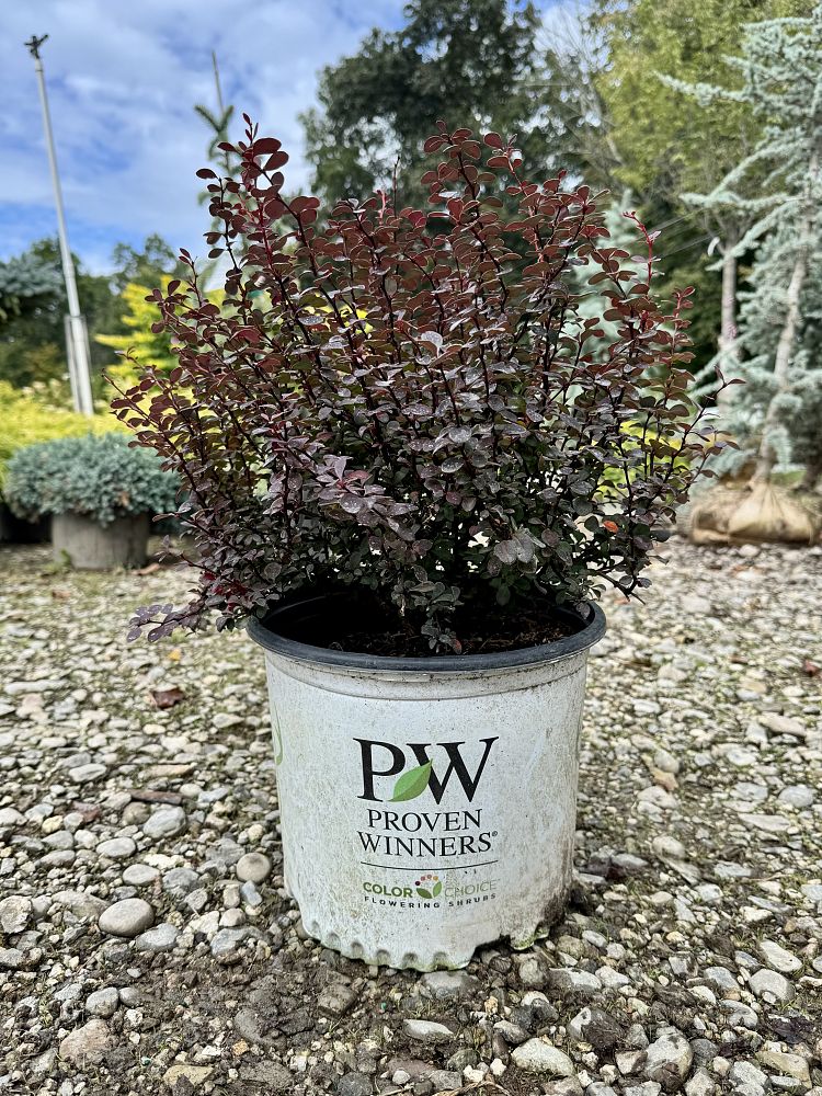 berberis-thunbergii-ncbt1-sunjoy-mini-maroon-reg-barberry