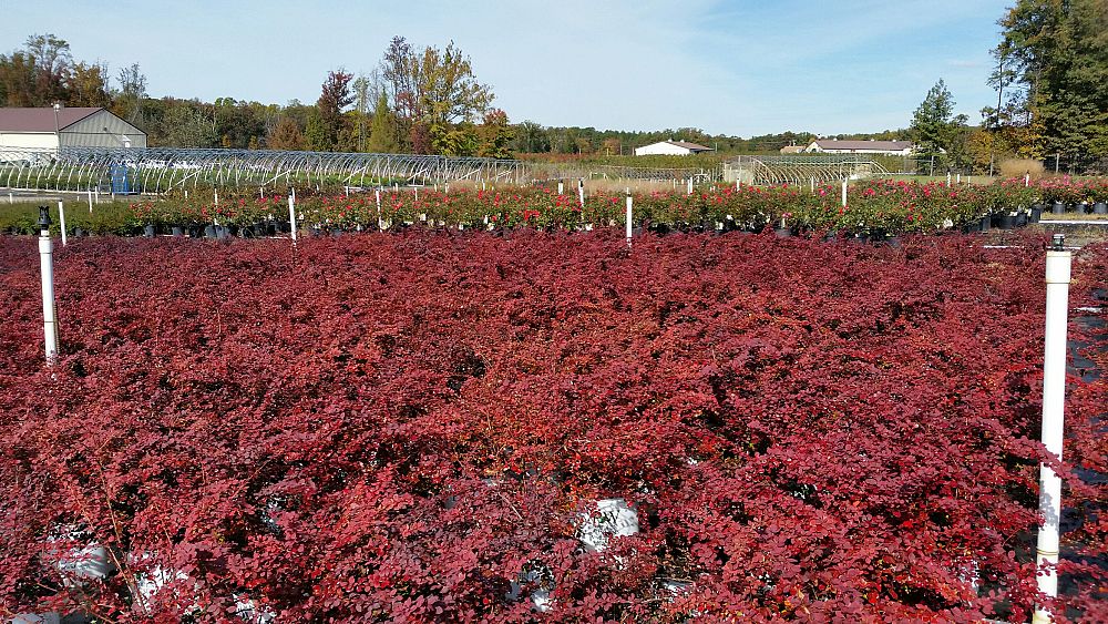 berberis-thunbergii-o-byrne-sunjoy-reg-tangelo-barberry