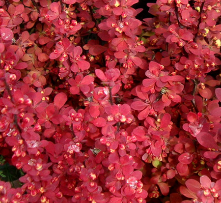 berberis-thunbergii-orange-rocket-japanese-barberry