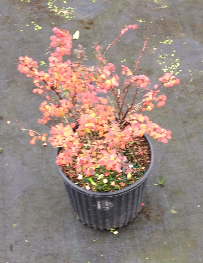 berberis-thunbergii-rose-glow-japanese-barberry-rosey-glow-rosy-glow