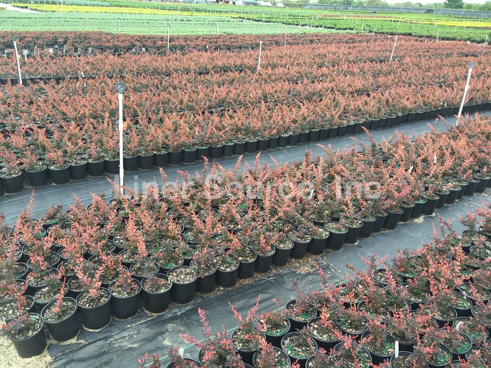 berberis-thunbergii-rose-glow-japanese-barberry-rosey-glow-rosy-glow