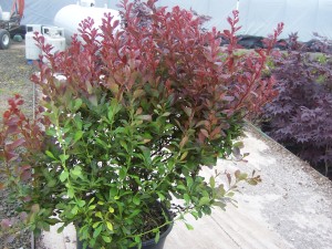 berberis-thunbergii-rose-glow-japanese-barberry-rosey-glow-rosy-glow