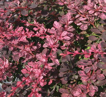 berberis-thunbergii-rose-glow-japanese-barberry-rosey-glow-rosy-glow