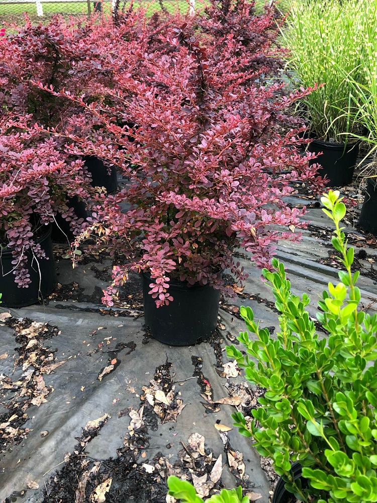 berberis-thunbergii-rose-glow-japanese-barberry-rosey-glow-rosy-glow