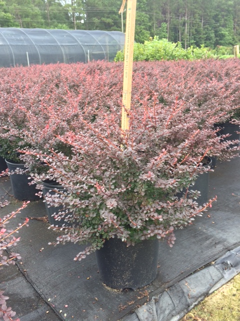 berberis-thunbergii-royal-burgundy-japanese-barberry