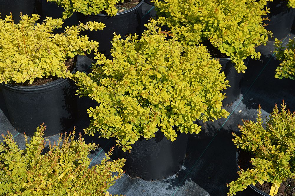 berberis-thunbergii-sunjoy-gold-beret-japanese-barberry