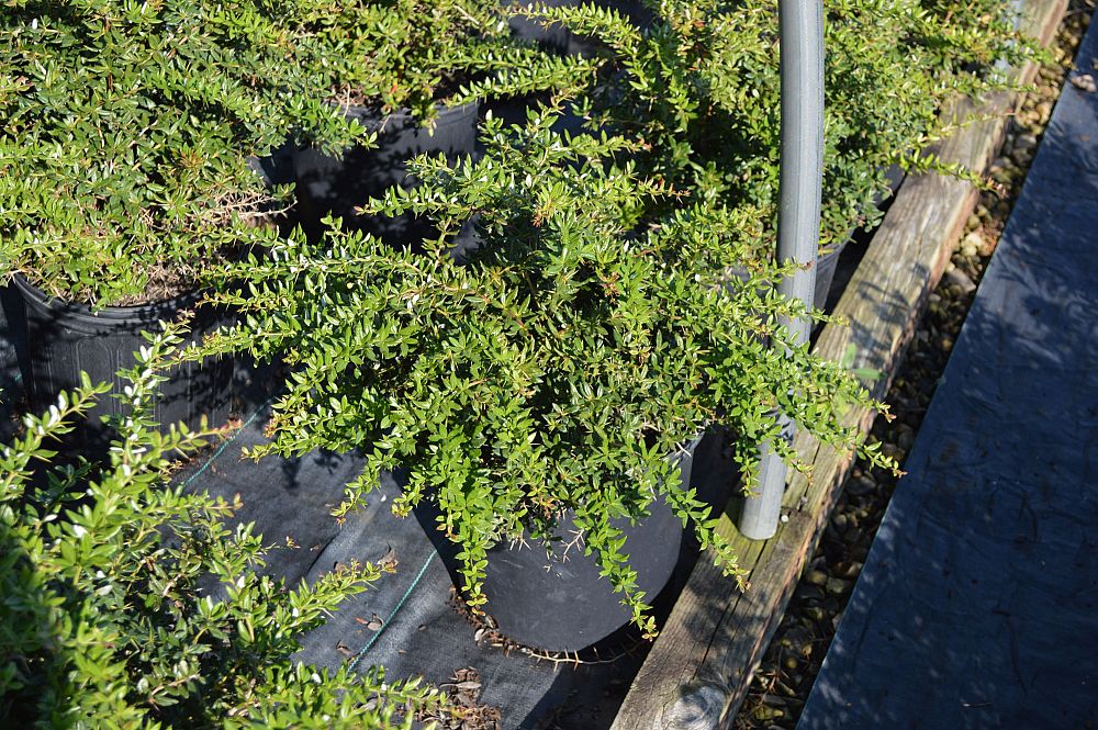 berberis-verruculosa-warty-bayberry