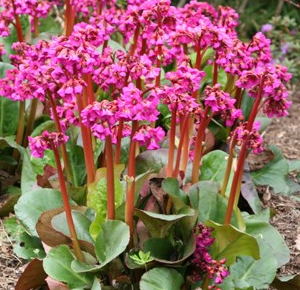 bergenia-cordifolia-pigsqueak-heartleaf-bergenia