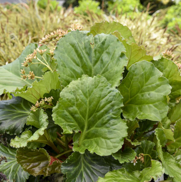 bergenia-ripple-effect-pigsqueak-bergenia