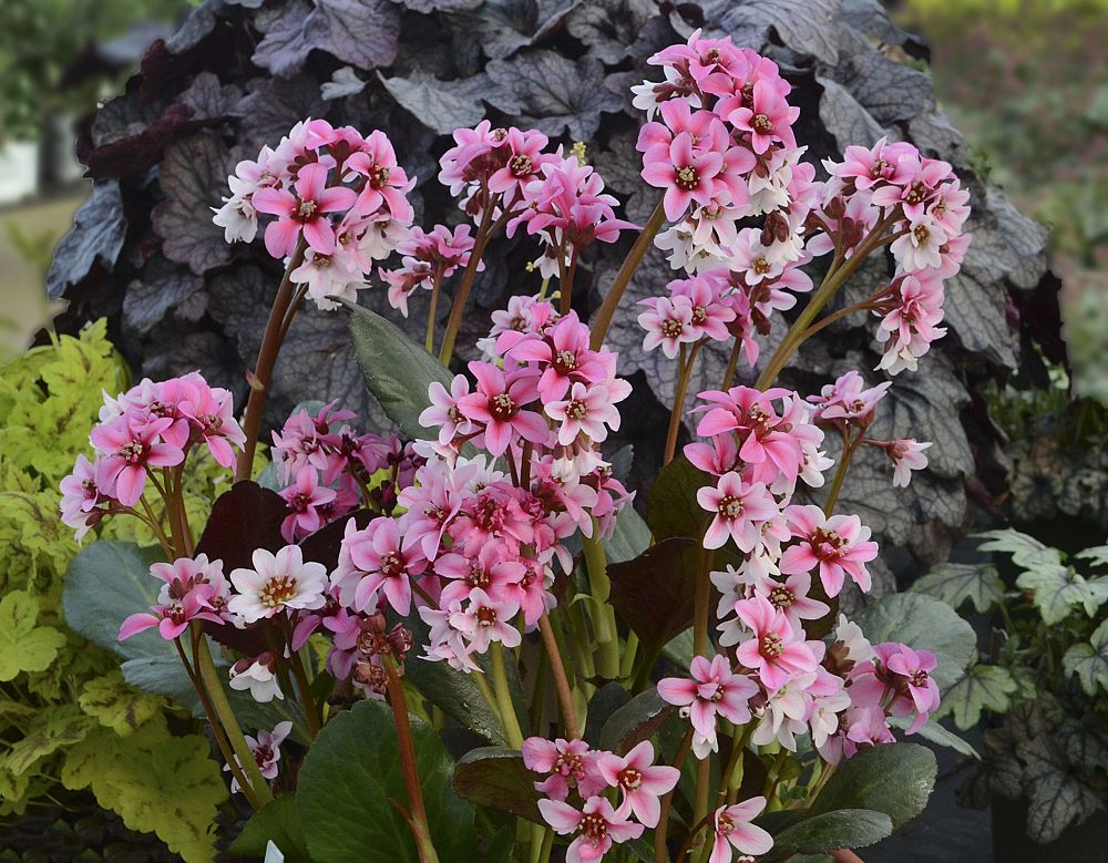 bergenia-sakura-pigsqueak-bergenia