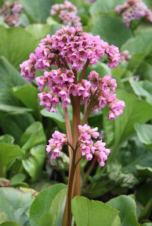 bergenia-winterglut-pigsqueak-winterglow