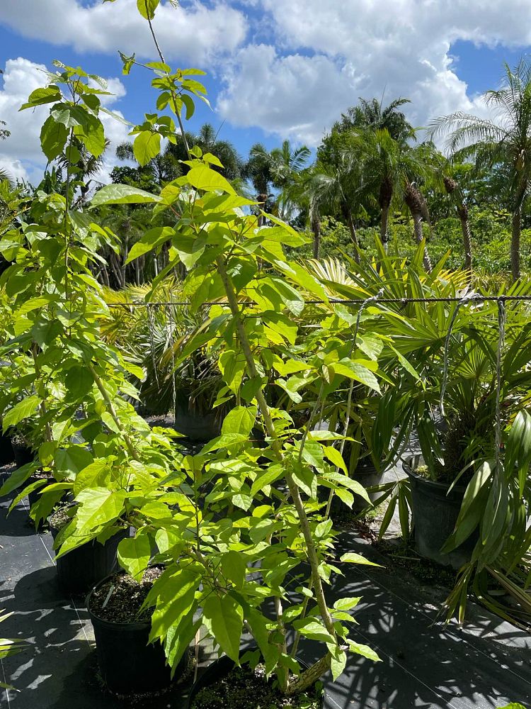 berrya-cordifolia-trincomalee-wood-tree