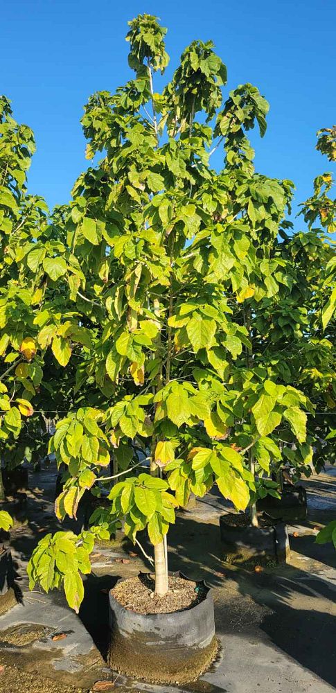 berrya-cordifolia-trincomalee-wood-tree