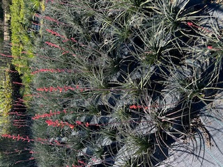 beschorneria-tubiflora-false-red-yucca