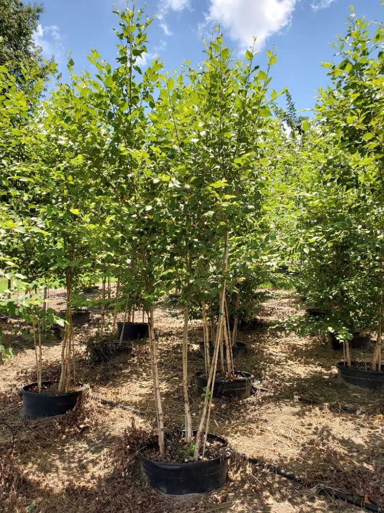 Chestnut Hill Nursery