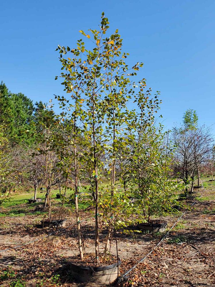Chestnut Hill Nursery