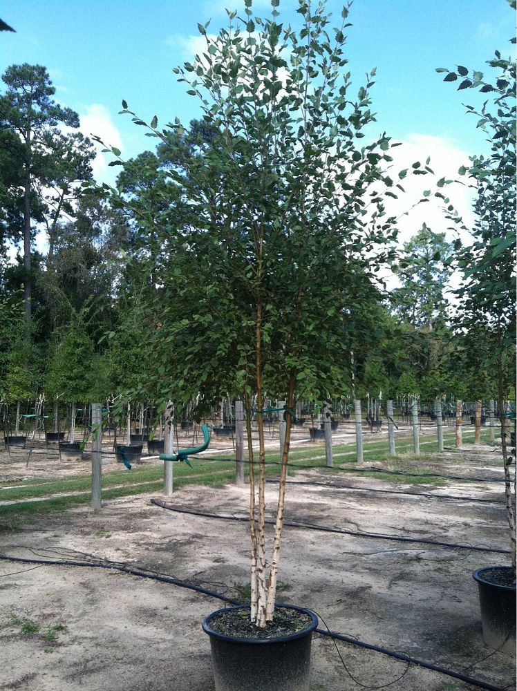 betula-nigra-bnmtf-riverbirch-dura-heat