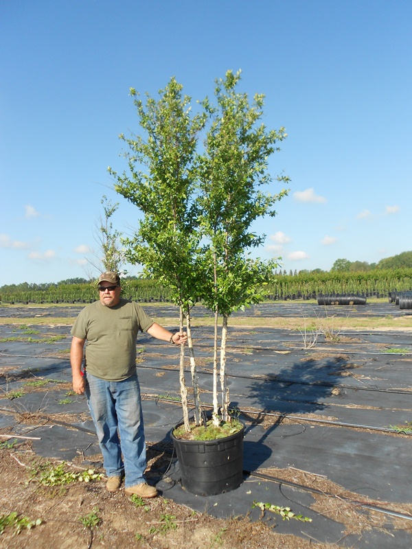 betula-nigra-bnmtf-riverbirch-dura-heat