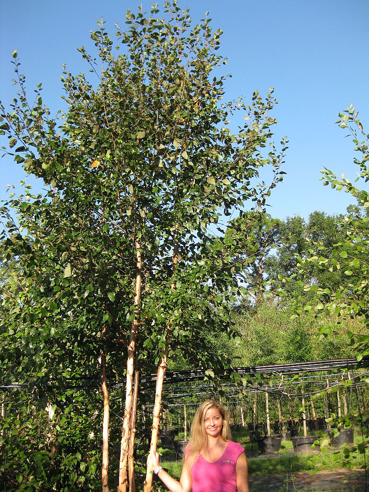 betula-nigra-bnmtf-riverbirch-dura-heat