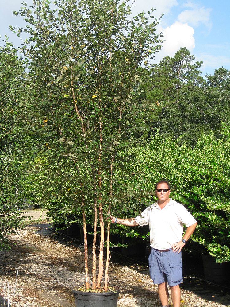 betula-nigra-bnmtf-riverbirch-dura-heat