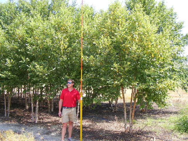 betula-nigra-bnmtf-riverbirch-dura-heat