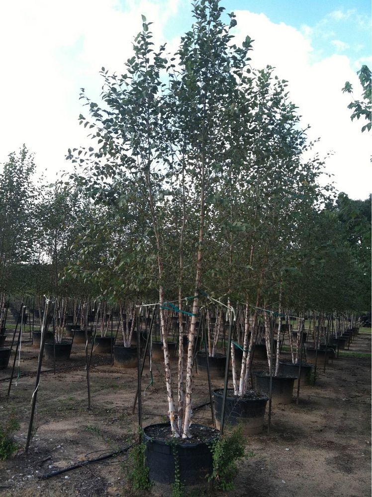 betula-nigra-bnmtf-riverbirch-dura-heat