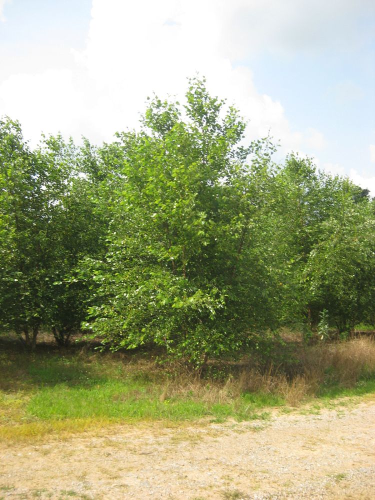 betula-nigra-bnmtf-riverbirch-dura-heat