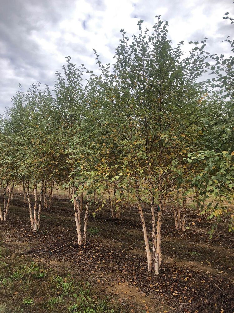 betula-nigra-bnmtf-riverbirch-dura-heat