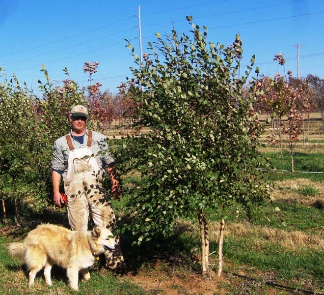 betula-nigra-bnmtf-riverbirch-dura-heat