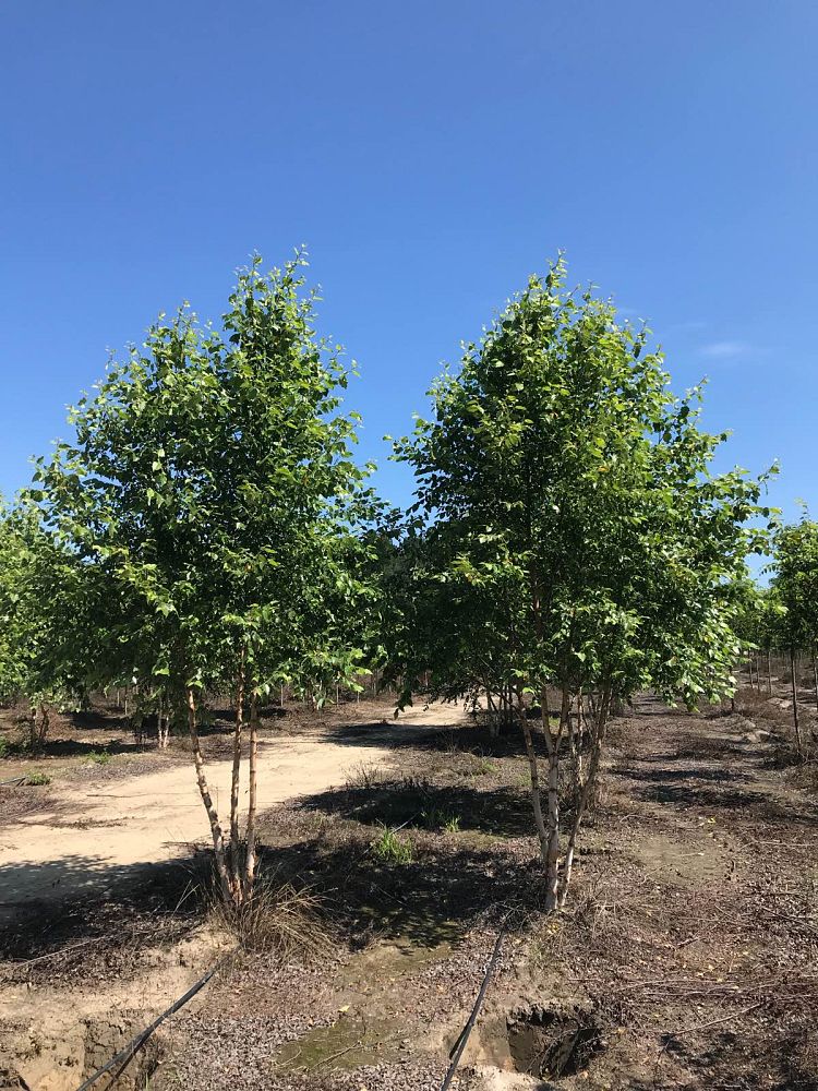 betula-nigra-bnmtf-riverbirch-dura-heat