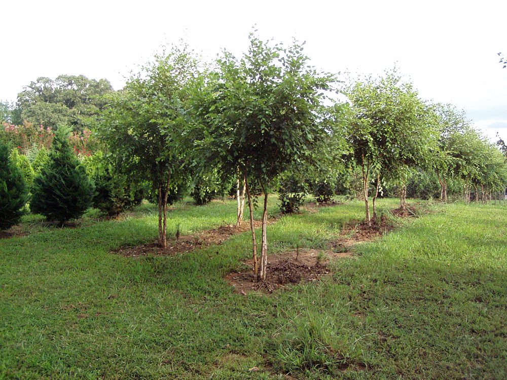 betula-nigra-bnmtf-riverbirch-dura-heat