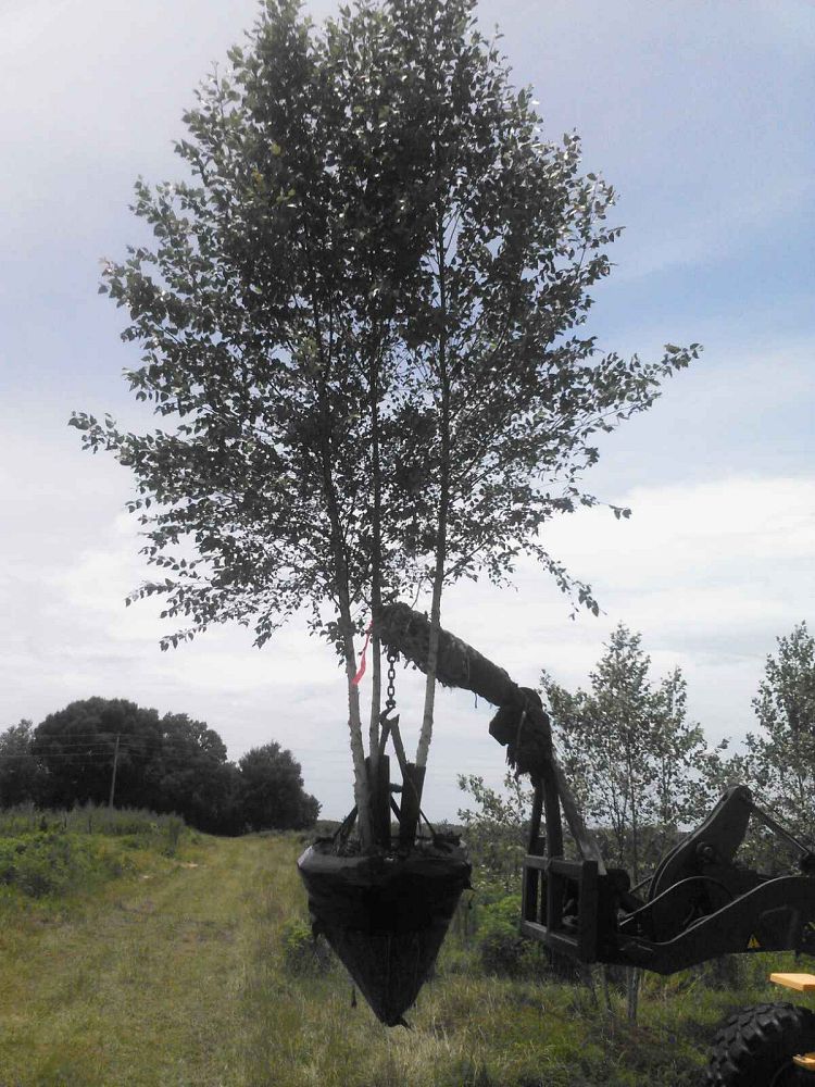 betula-nigra-bnmtf-riverbirch-dura-heat