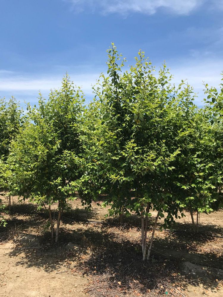 betula-nigra-bnmtf-riverbirch-dura-heat