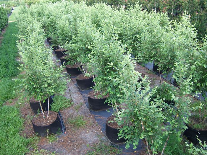 betula-nigra-bnmtf-riverbirch-dura-heat