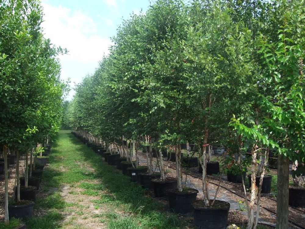 betula-nigra-bnmtf-riverbirch-dura-heat