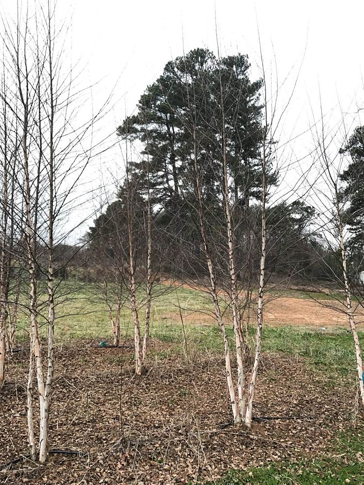 betula-nigra-bnmtf-riverbirch-dura-heat