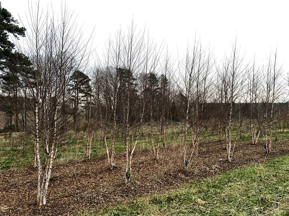 betula-nigra-bnmtf-riverbirch-dura-heat