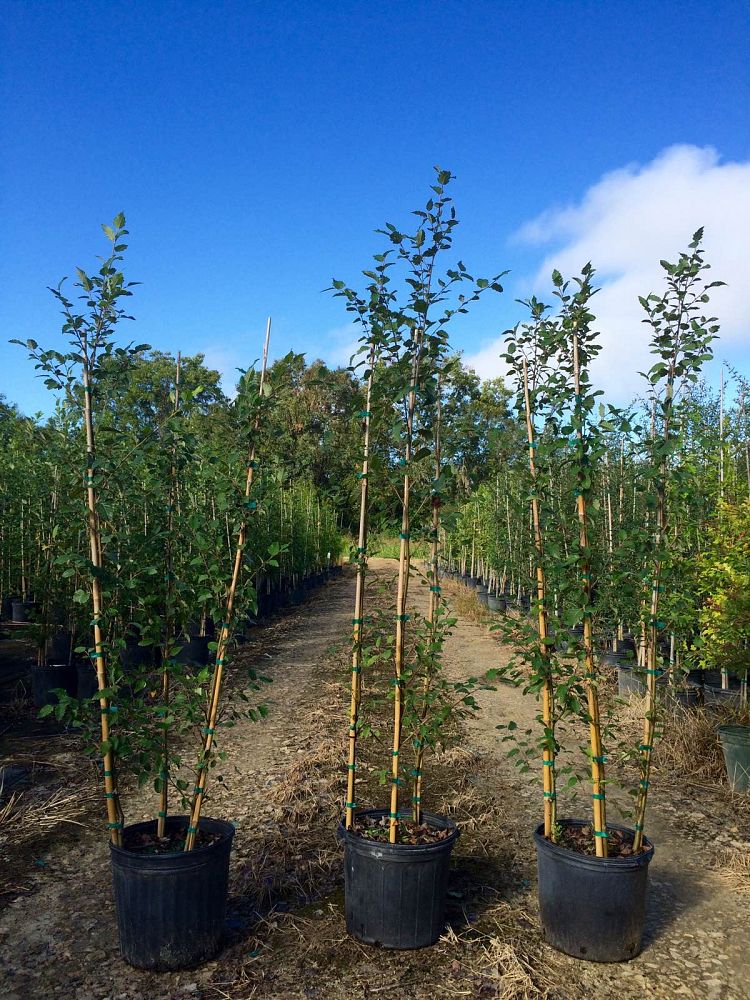 betula-nigra-bnmtf-riverbirch-dura-heat