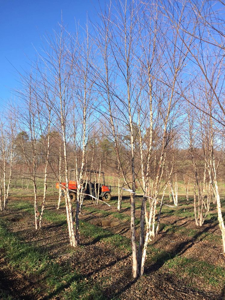 betula-nigra-bnmtf-riverbirch-dura-heat
