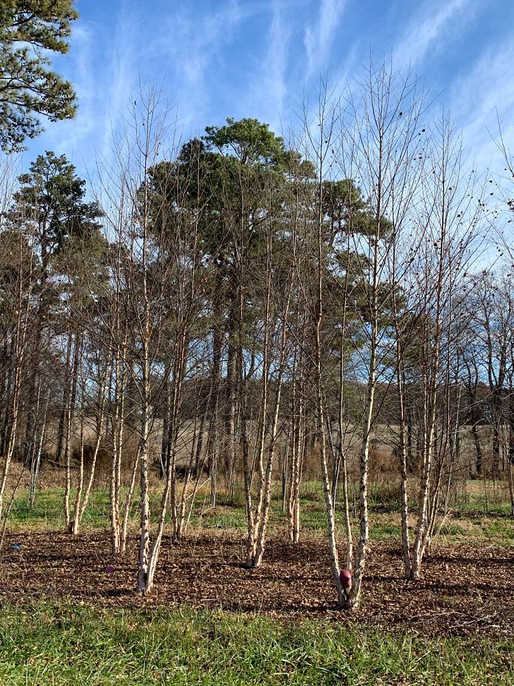 betula-nigra-bnmtf-riverbirch-dura-heat