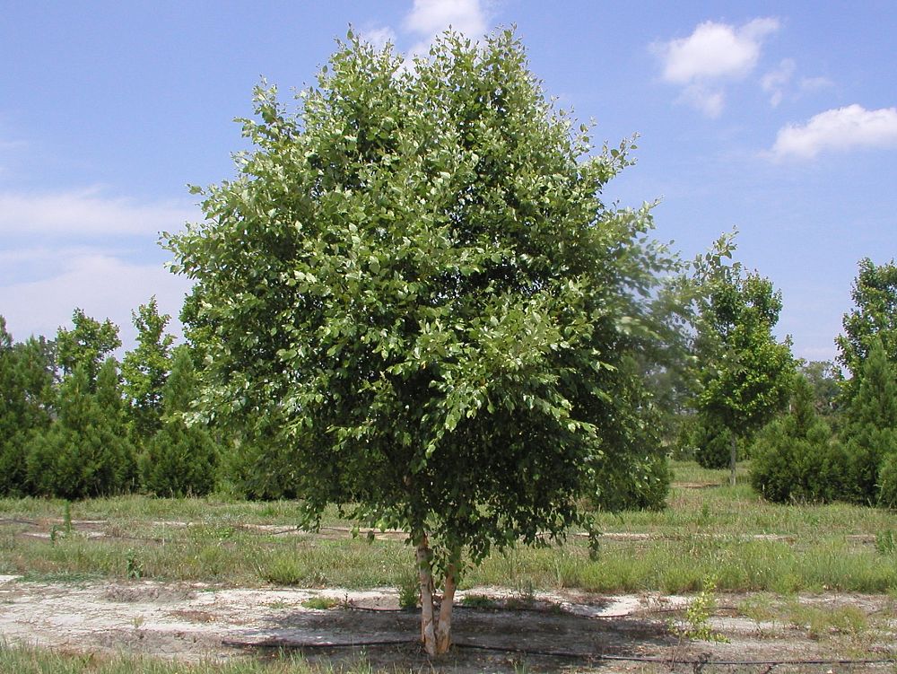 betula-nigra-bnmtf-riverbirch-dura-heat